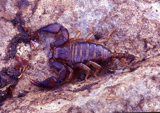 Euscorpius sp.